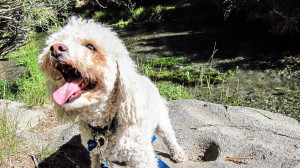 5 pet friendly hotel chains without pet fees