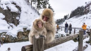 Snow monkeys hanging out at the Jigokudani Snow Monkey Park near Nagano