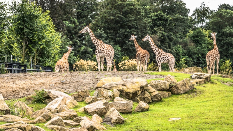 Giraffes roaming around the Dublin Zoo