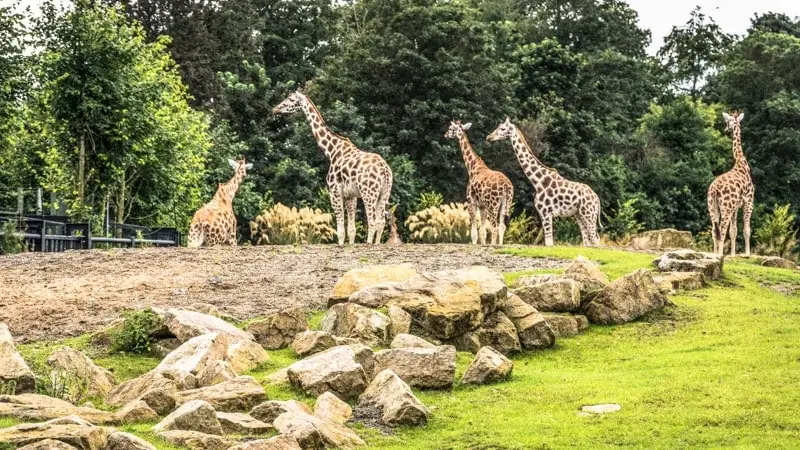 Giraffes roaming around the Dublin Zoo