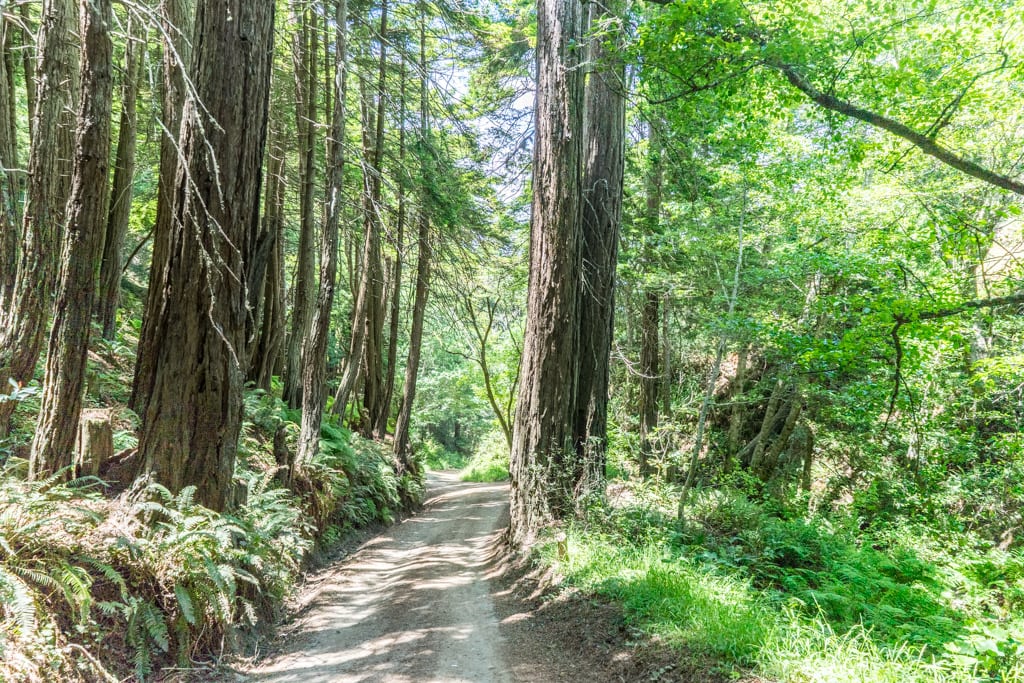 The narrow Old Coast Road passing through a redwood forest, Big Sur