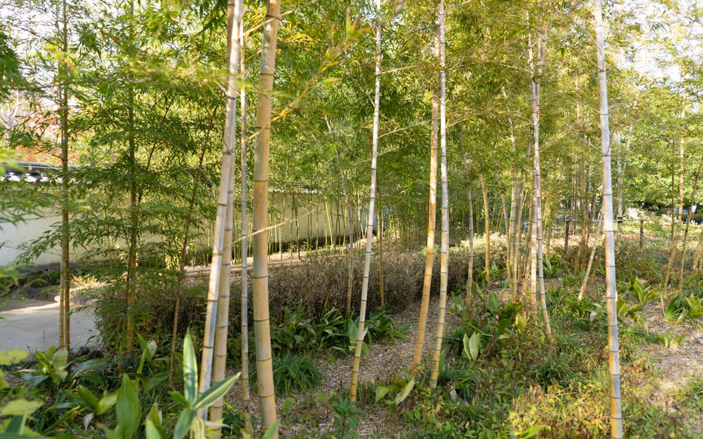 The Garden of Bamboo at Koko-en Garden