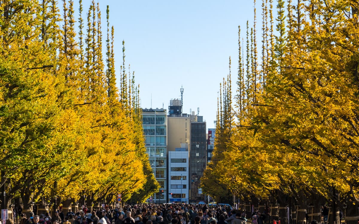 Fall colors at Meiji Jingu Gaien, Shinjuku, Tokyo, Japan