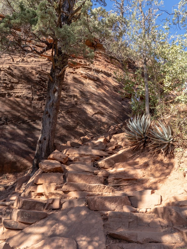 Tree is steep section
